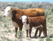 TPR 0086 Ms Mom R515