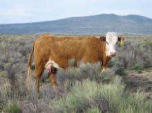 TPR 0086 Ms Mom R533